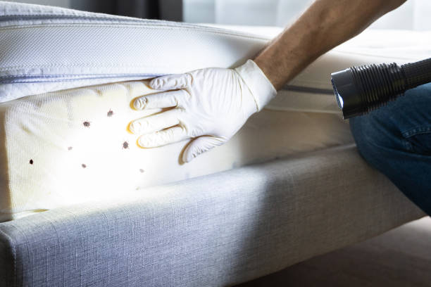 Best Local Pest Control Services  in Rosemount, OH