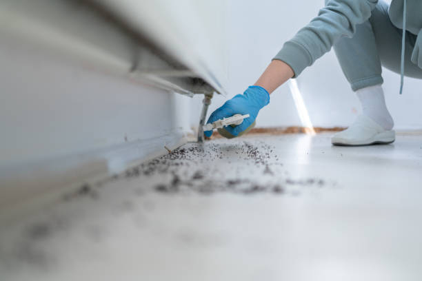 Best Rat Extermination Near Me  in Rosemount, OH